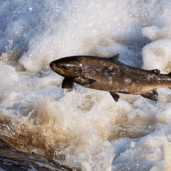 Célébrons et sauvons la sauteur géant avec Gros Morne !